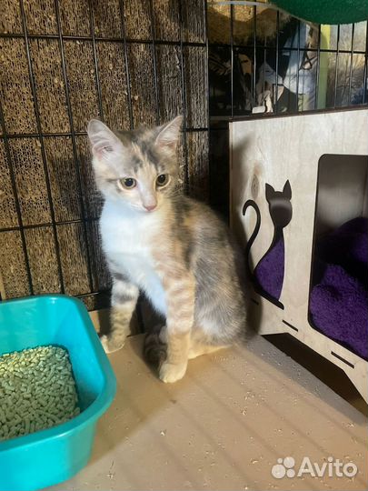 Котенок