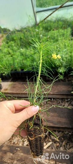 Саженцы сосны зкс оптом