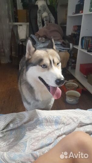 Сибирский хаски