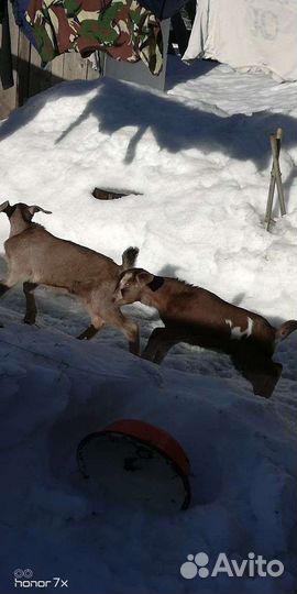 Козочки козлики альпийские нубийские камори