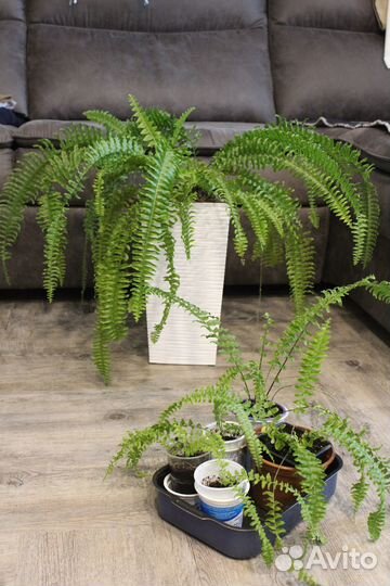 Папоротник нефролепис, пальма драцена-офисные раст