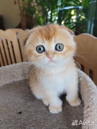 Золотая шиншилла кот