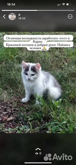 Котенок в добрые руки