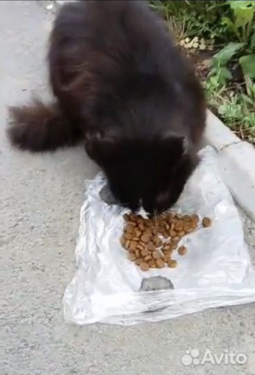 Кошка в добрые руки