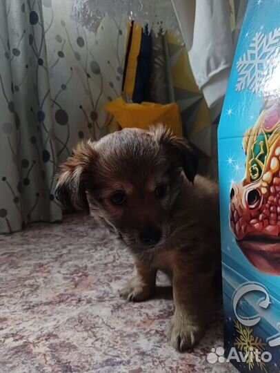 Отдам щенка