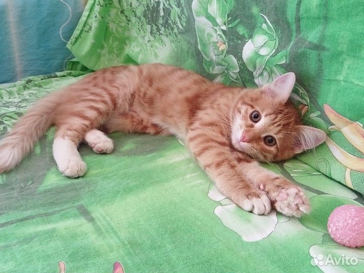Рыжий котенок мальчик