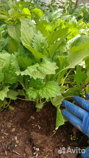 Рассада цветов