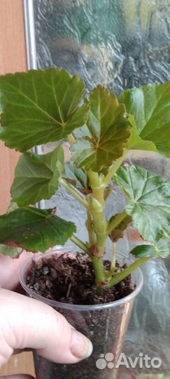 Комнатные растения.Жасмин,Бегония Элатиор