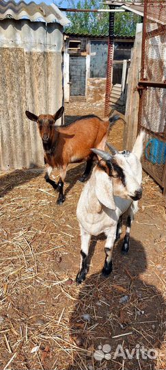 Козы Альпийка и нубийка