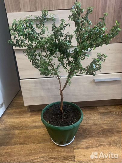 Миртовое дерево