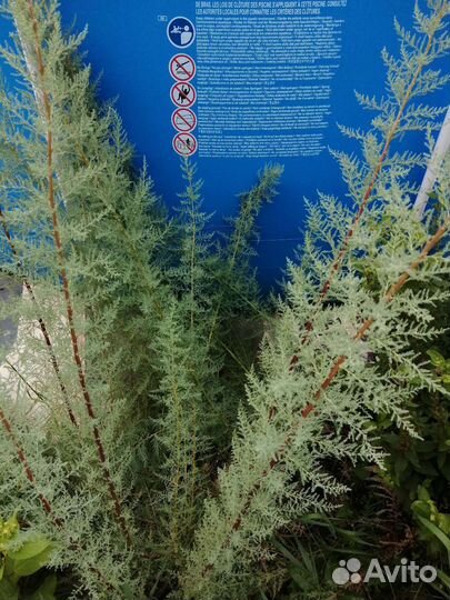 Мирикария Ирисы Подставка для цветов