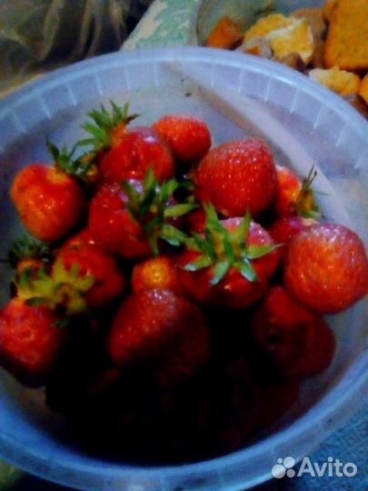 Саженцы клубники на третьем фото клубника Машенька