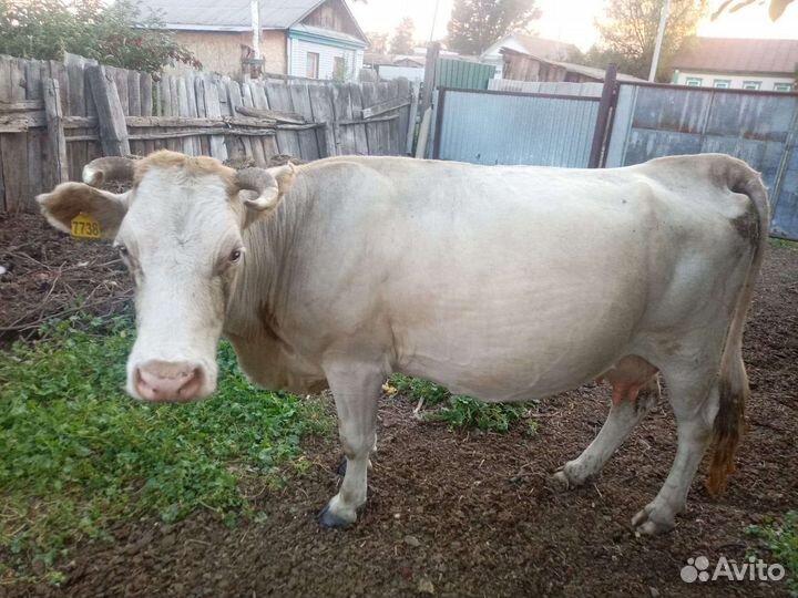 Корова стельная дойная