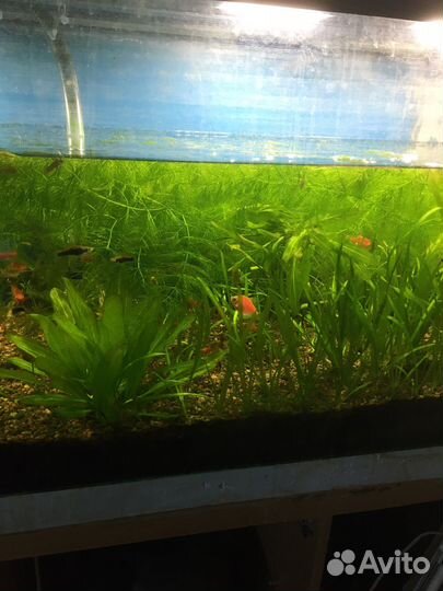 Аквариумное растение,рыбки.По договорной