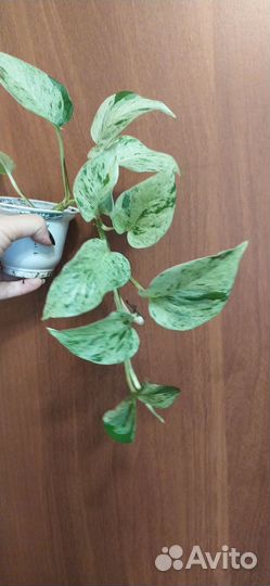 Эпипремнумы, сциндапсусы сортовые