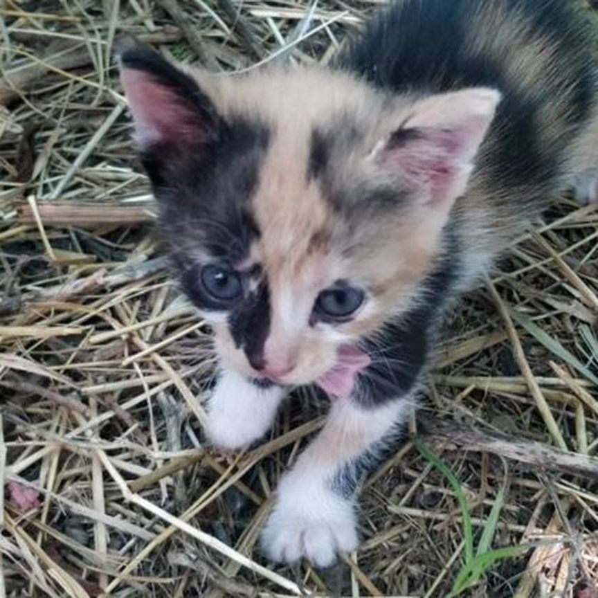 Котята от кошки мышеловки