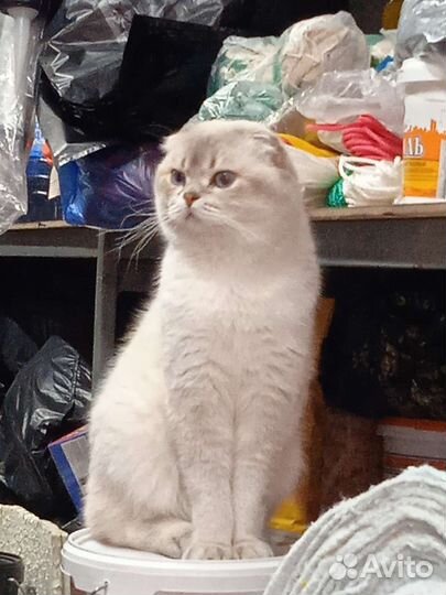 Скоттиш фолд кш