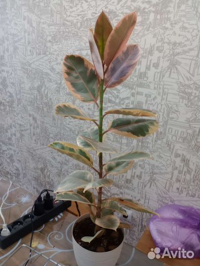 Фикус каучуконосный