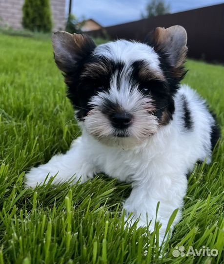 Бивер мальчик стандарт