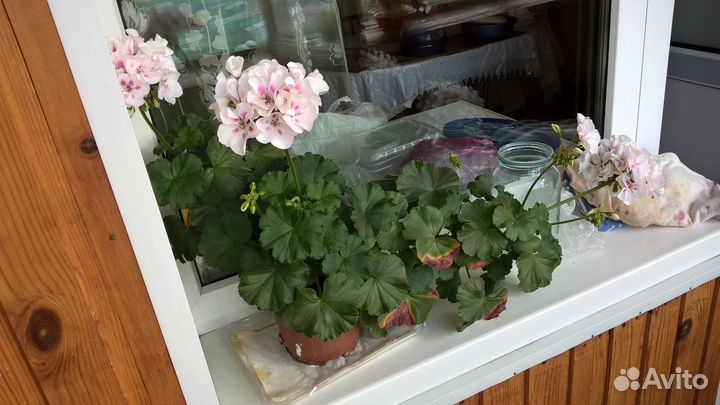 Продам герань