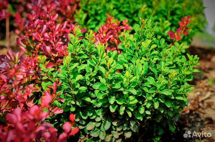 Барбарисы бордовый, лайм, желтый, зеленый и др