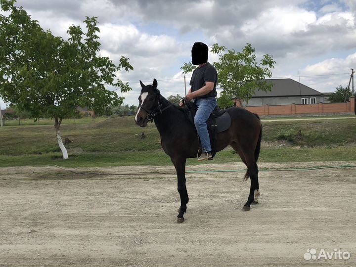 Английская чистокровная кобыла