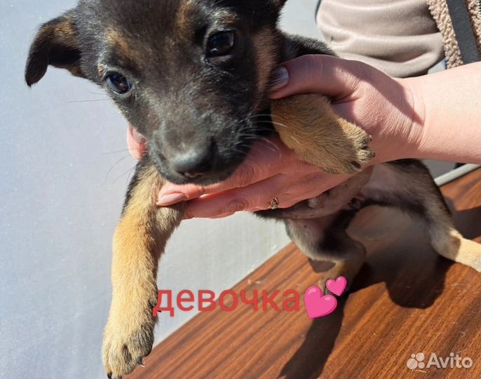 Собаки щенки бесплатно