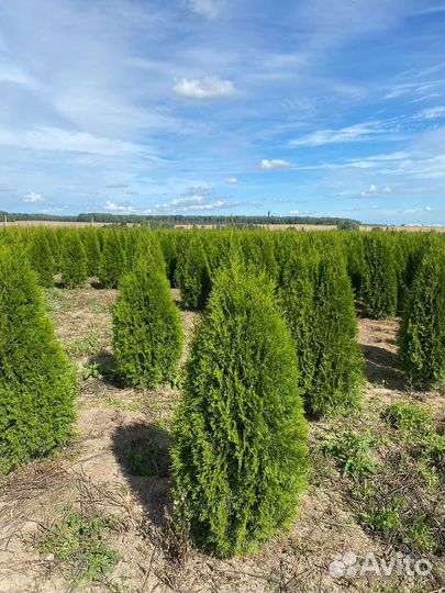 Туя Смарагд 140 см из питомника