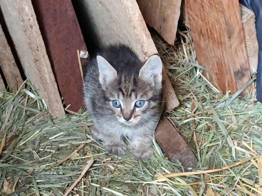 Котята разные по цвету и полу