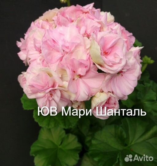 Пеларгония ди Краса России,та-Парижанка и др