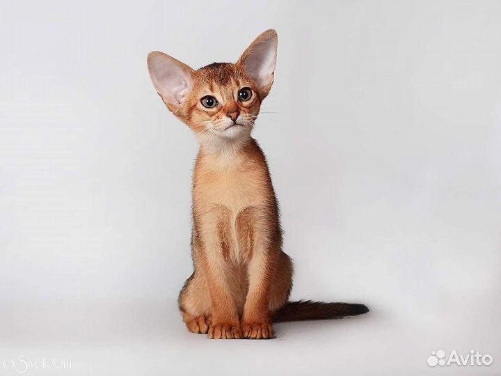 Абиссинские котята