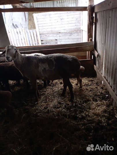 Продается баран