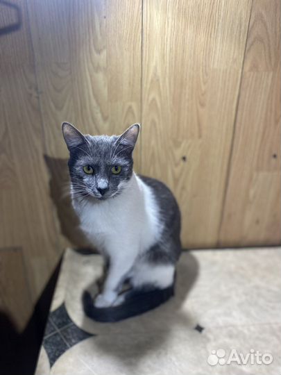 Кошка
