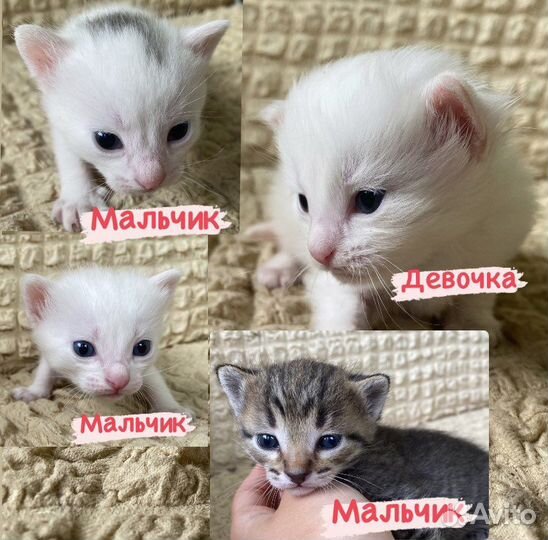 Котята в добрые руки