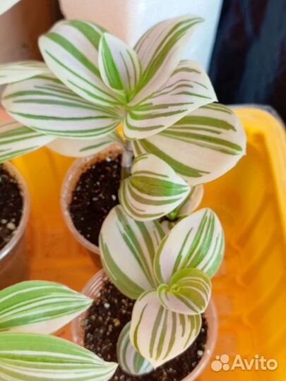 Традесканция белая зебрина