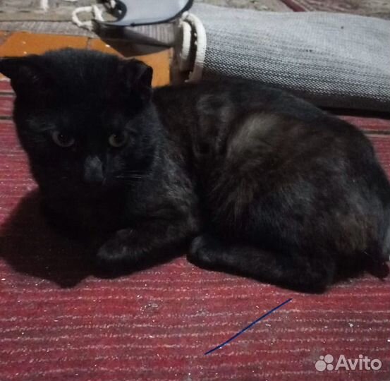 Бездомный кот