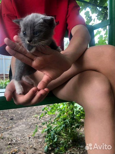 Котята в добрые руки бесплатно