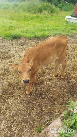 Продам бычка