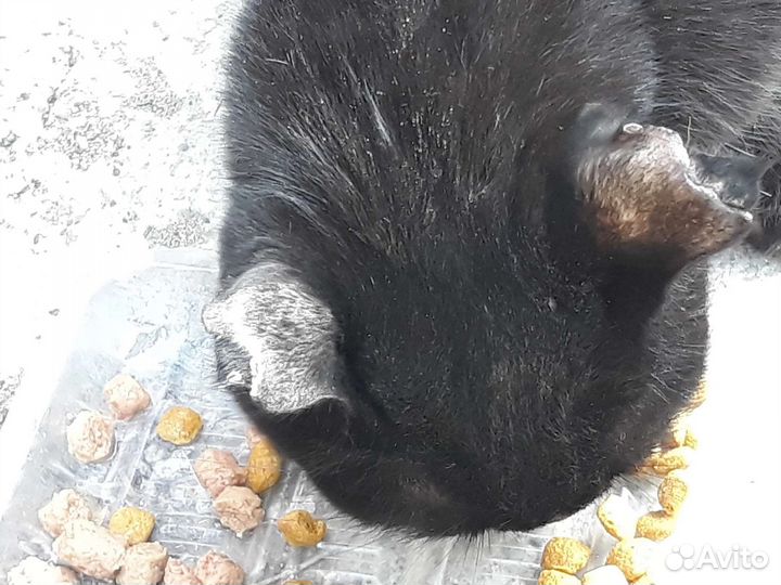 Кошечка Чернышка