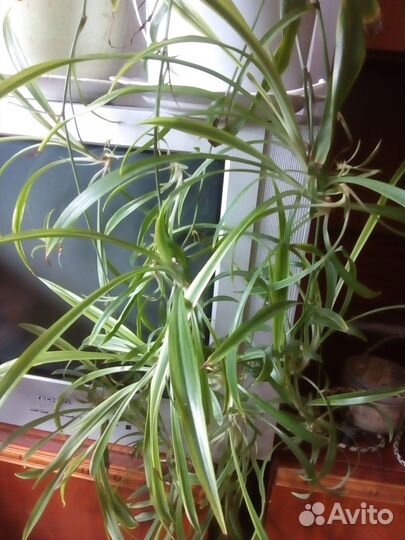 Хлорофитум полосатый