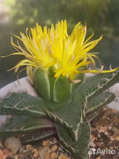 Суккуленты