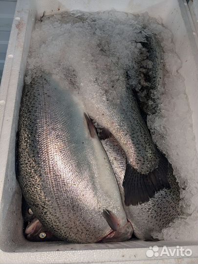 Форель охлаждённая