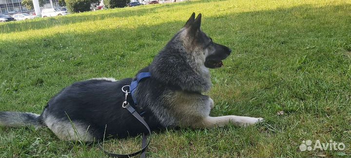 Восточноевропейская овчарка