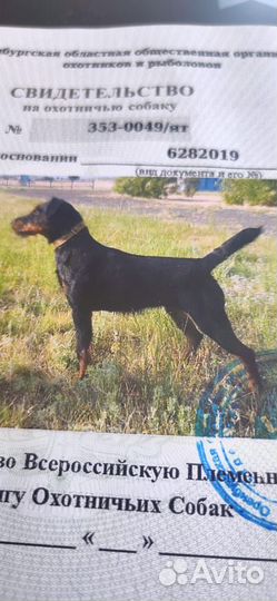 Щенки Ягдтерьера