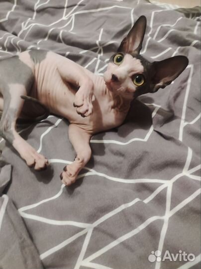 Канадский сфинкс