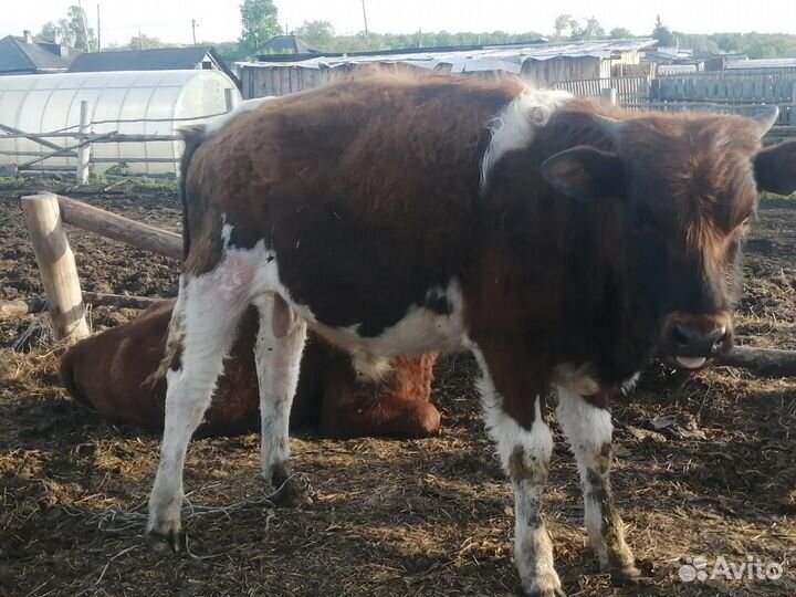 Телята телочки