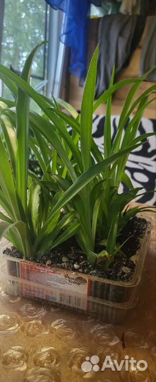 Хлорофиллум