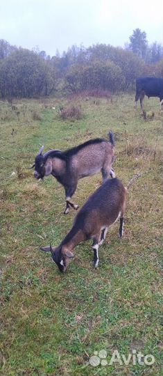 Козел и коза