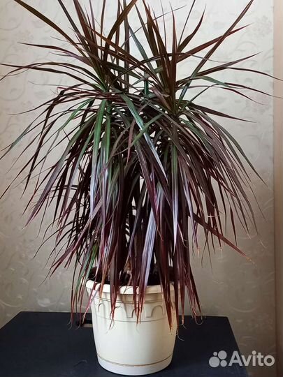 Драцена 70 см