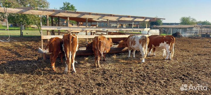 Коровы,бычки, телята
